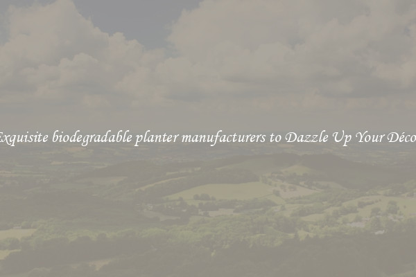 Exquisite biodegradable planter manufacturers to Dazzle Up Your Décor 